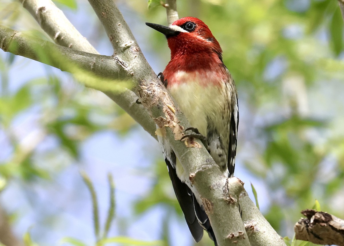 datel červenoprsý - ML655070148