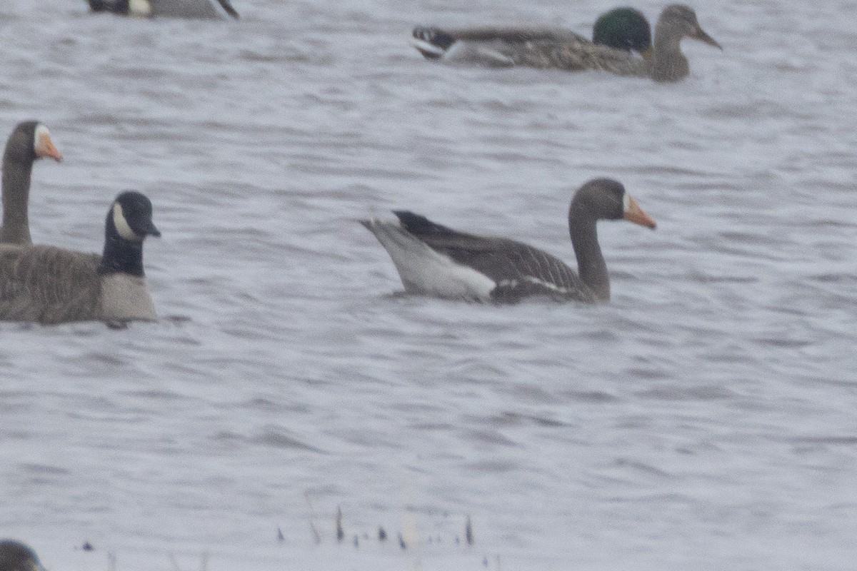 husa běločelá - ML655070149