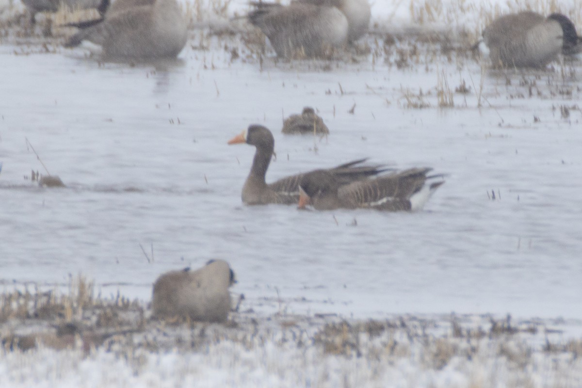 husa běločelá - ML655070150