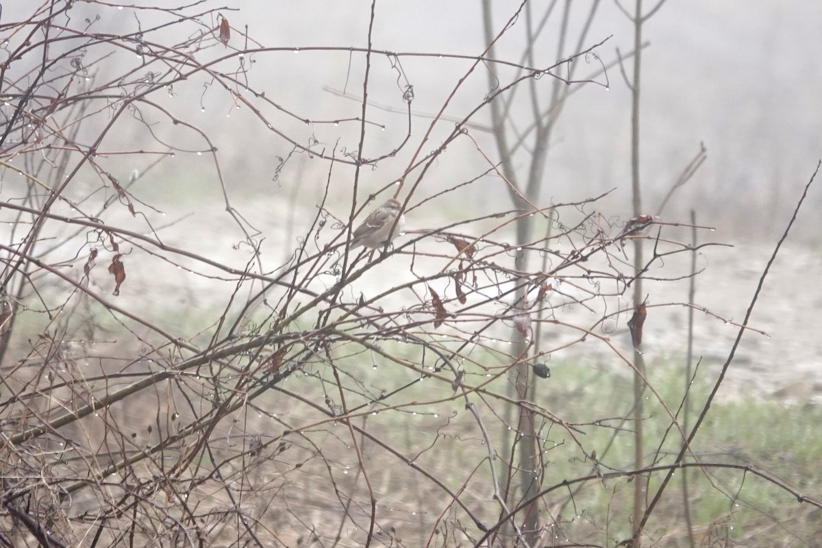 strnádka pokřovní - ML655070151