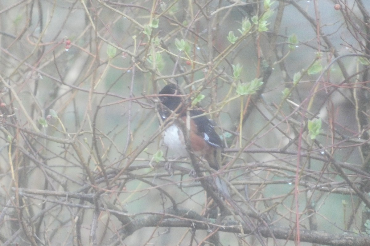 pipilo rudooký - ML655070152