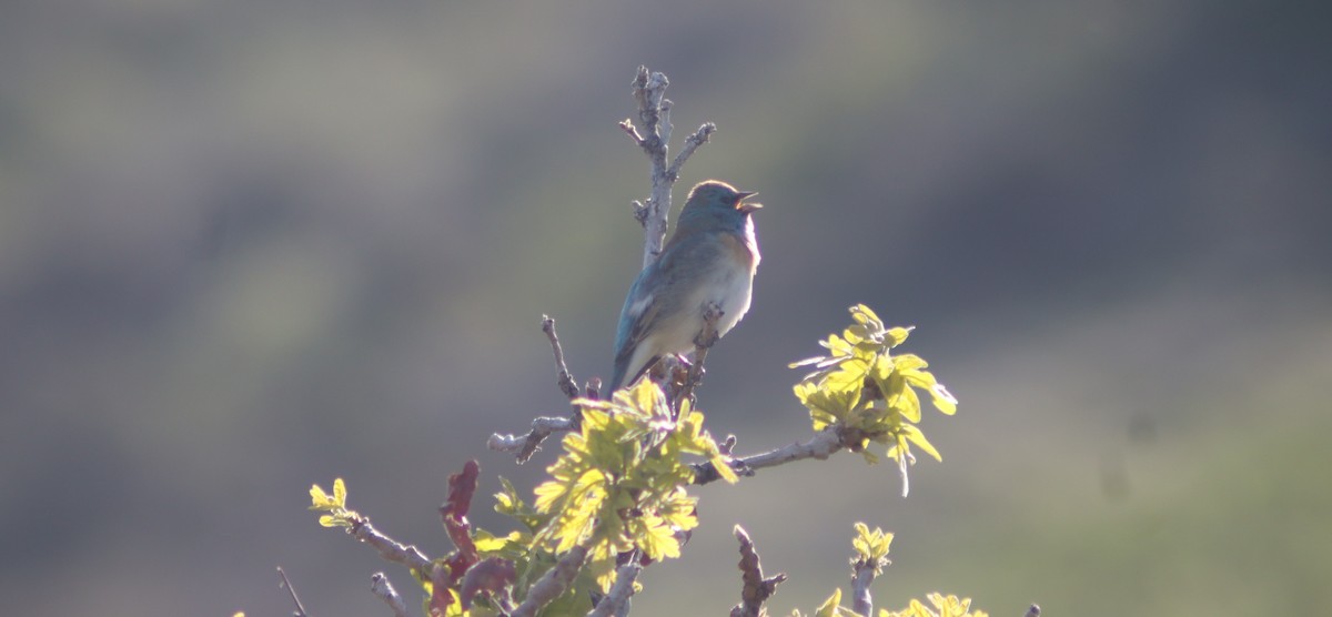 papežík lazurový - ML655070153