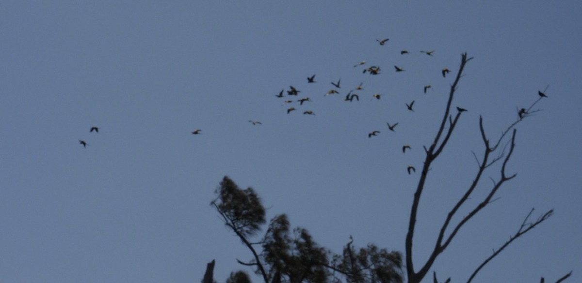 aratinga černohlavý - ML655070154