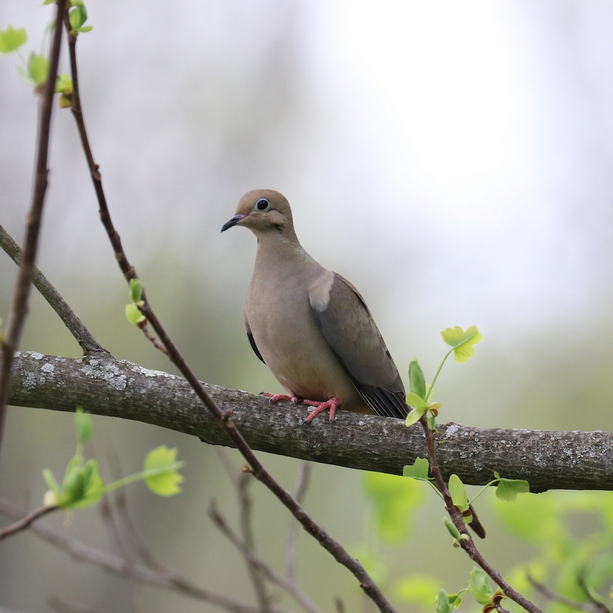 hrdlička karolínská - ML655070155