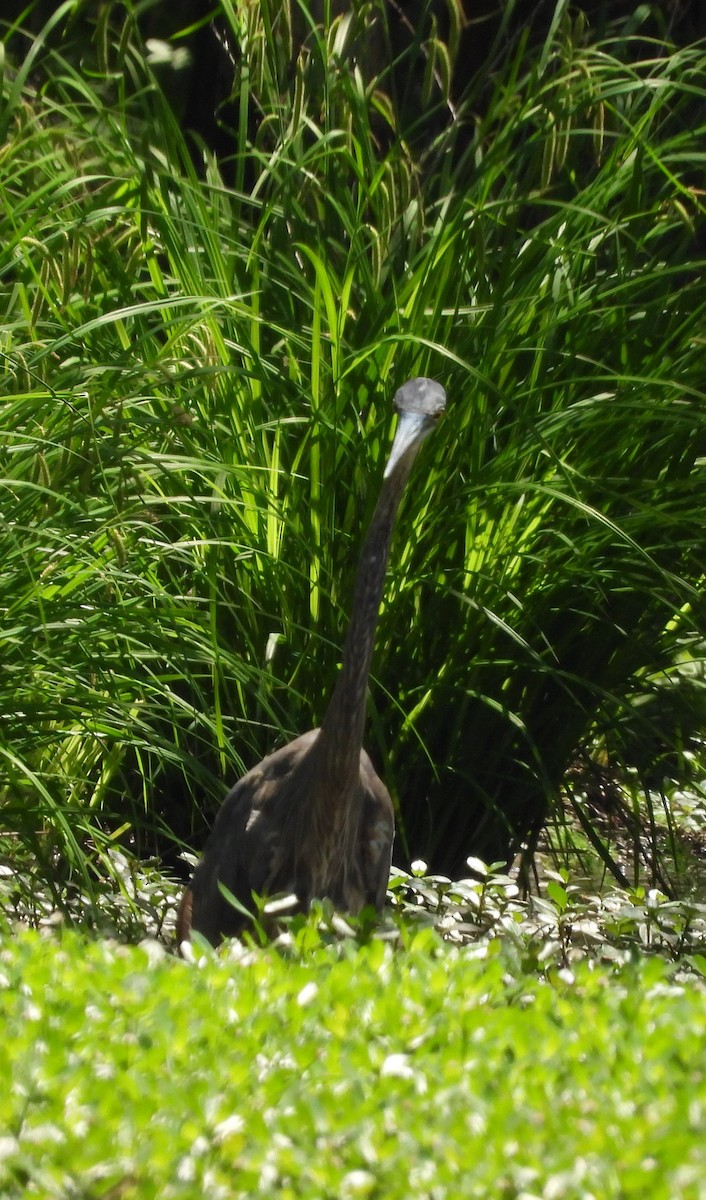 volavka velká - ML655070156