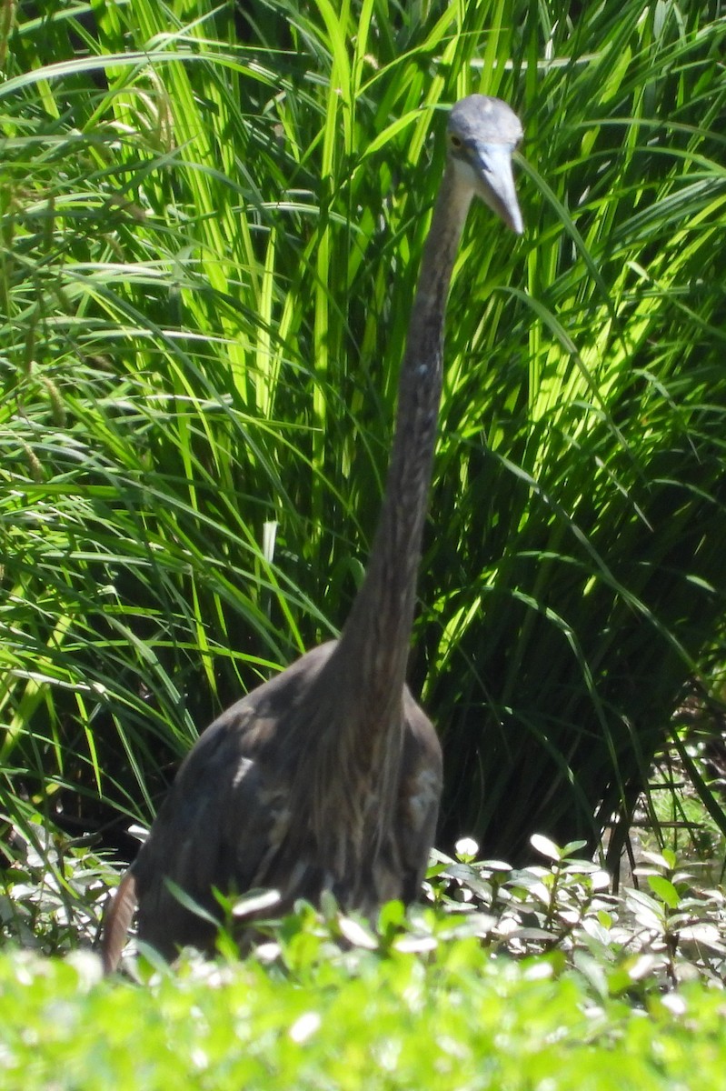 volavka velká - ML655070157