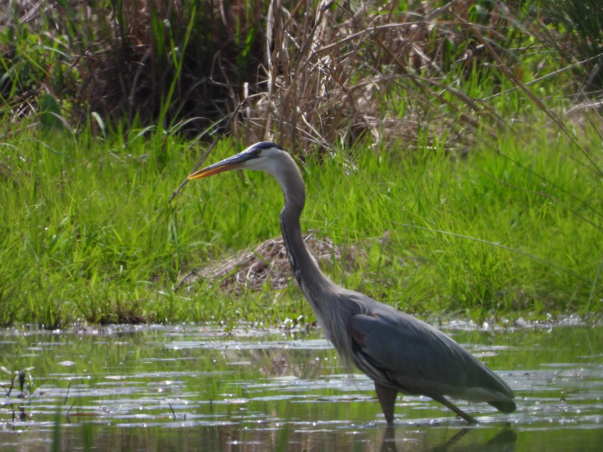 volavka velká - ML655070158