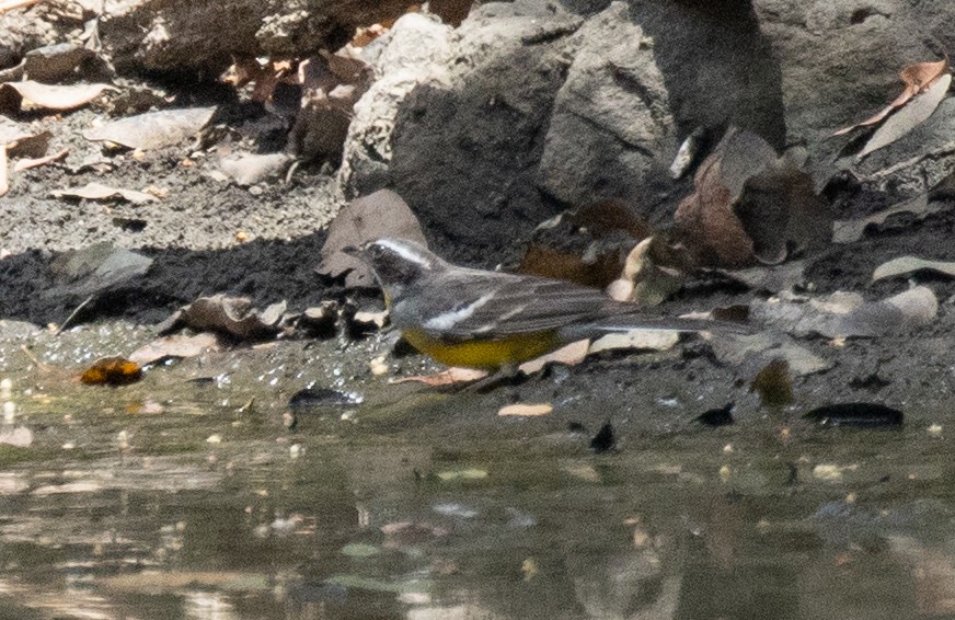 strnad savanový (ssp. cabanisi) - ML655070161