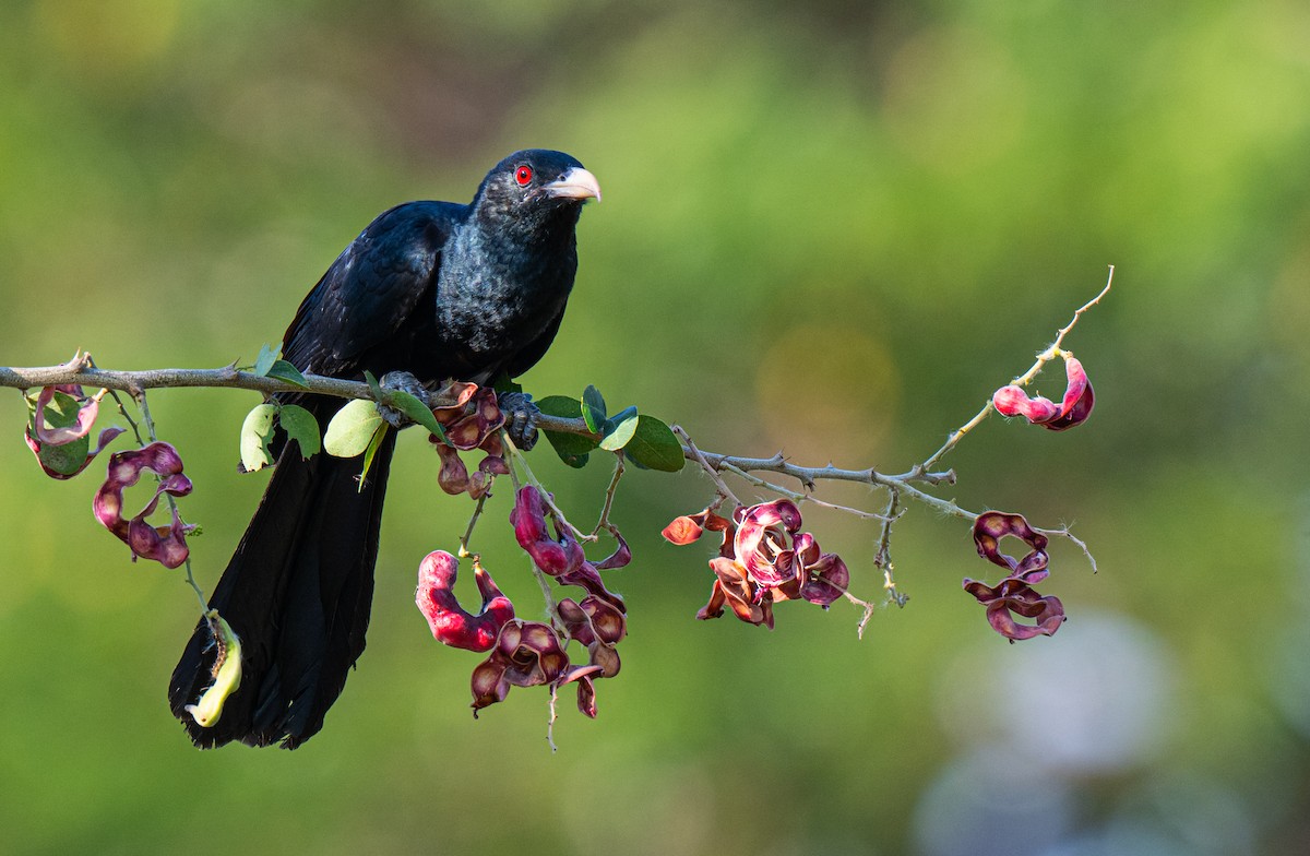 Koel Occidental - ML655070331