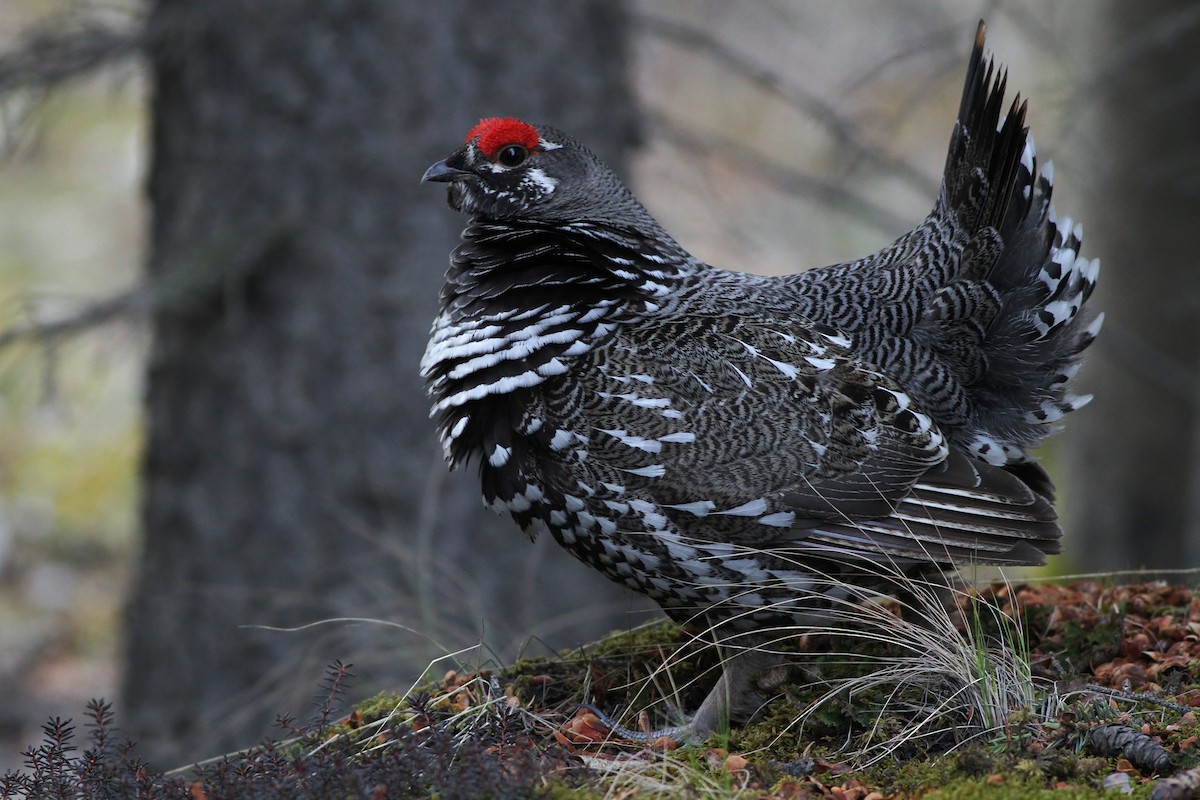 Amerika Ladin Tavuğu [canadensis grubu] - ML65507111