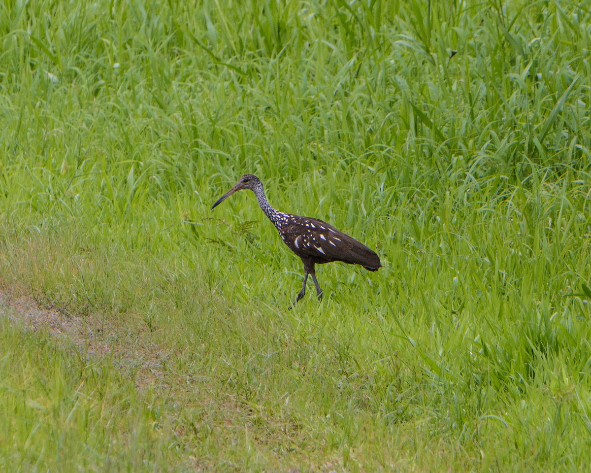 Limpkin - ML655071402