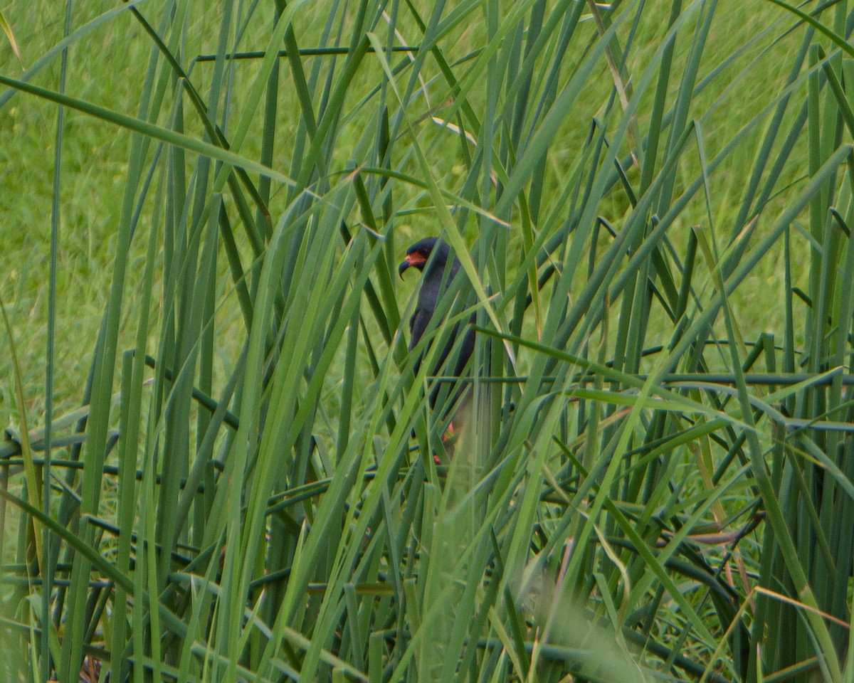 Snail Kite - ML655071416
