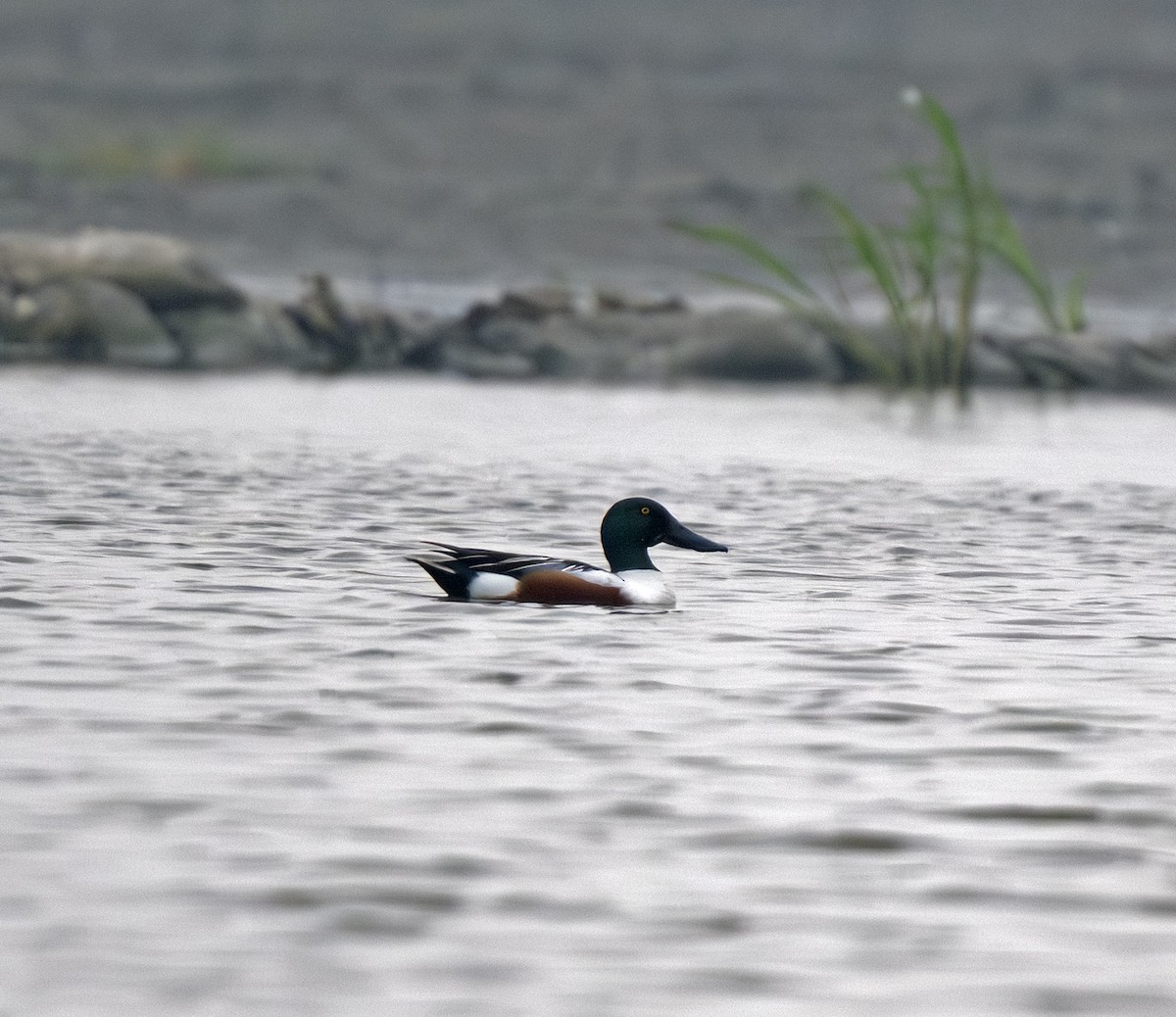 Löffelente - ML655071580