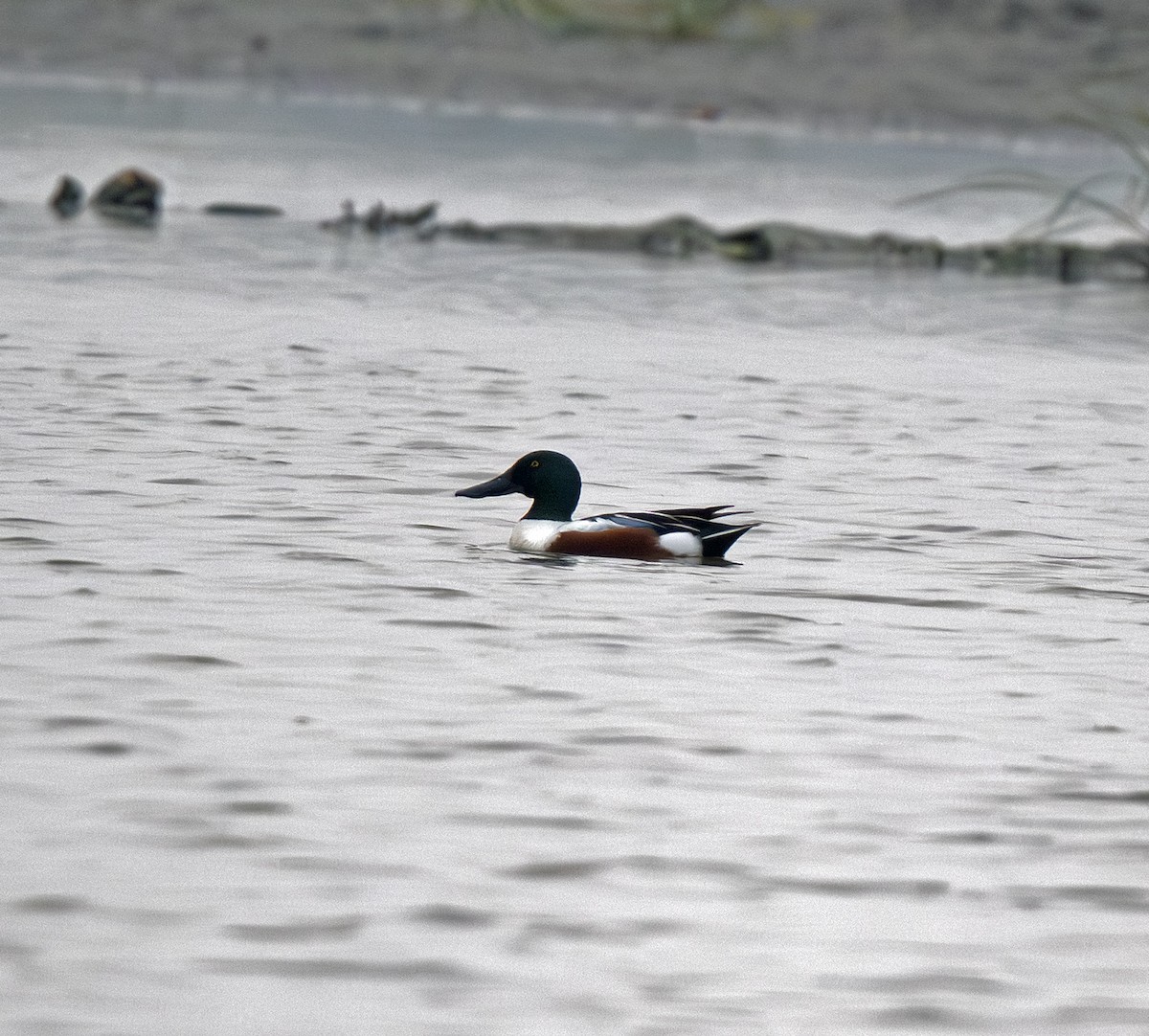 Löffelente - ML655071581