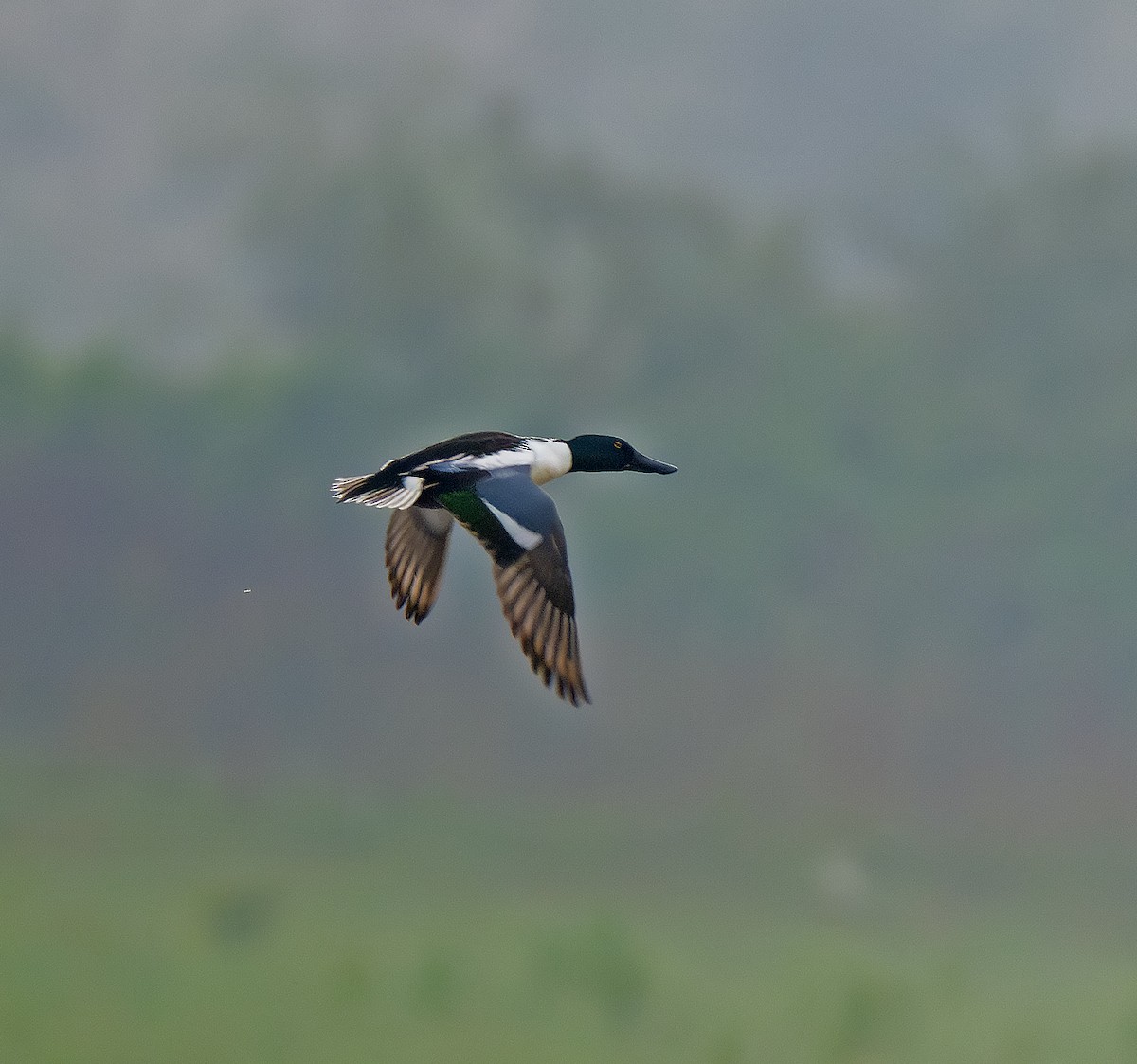 Löffelente - ML655071582