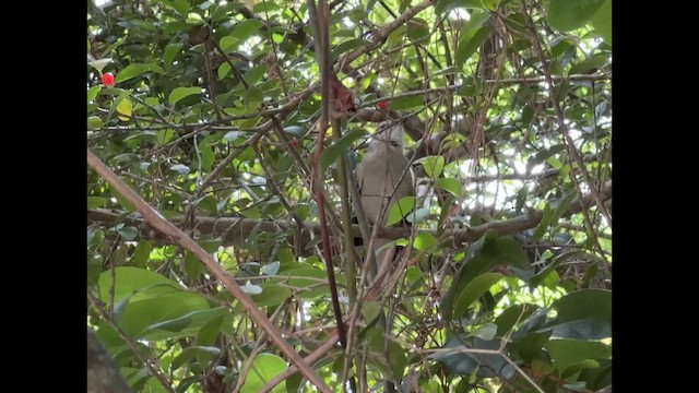 Northern Mockingbird - ML655071909