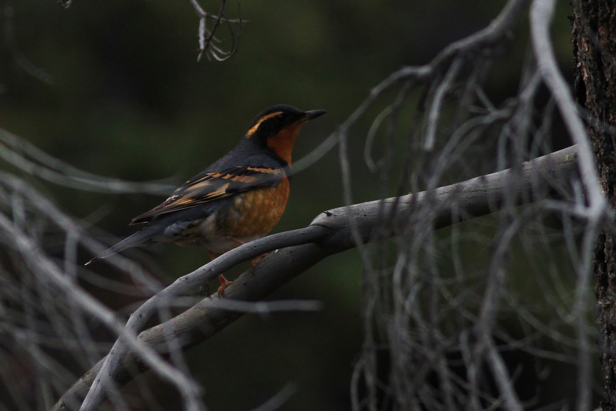 Varied Thrush - ML65507191