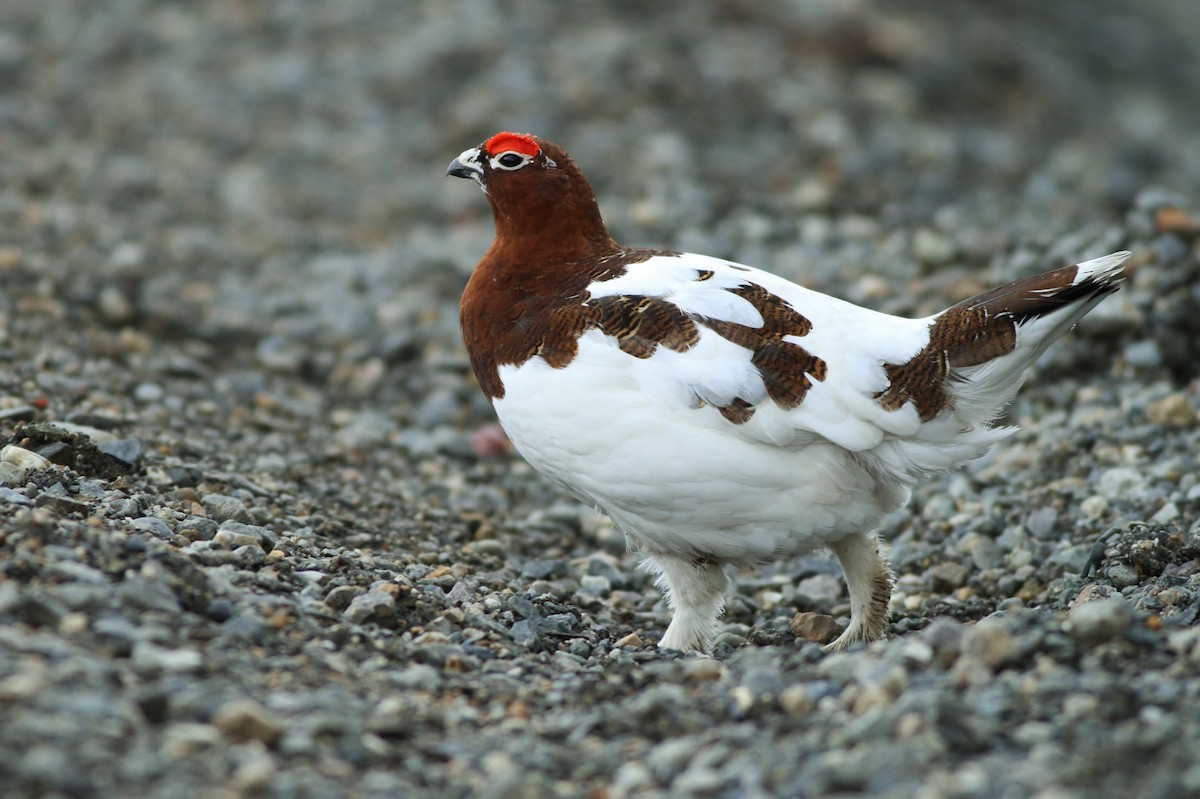 Willow Ptarmigan (Willow) - Alex Lamoreaux