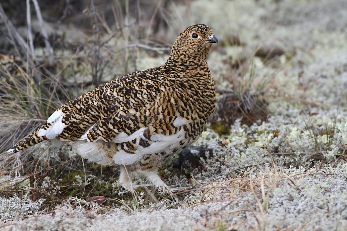 Willow Ptarmigan - Alex Lamoreaux