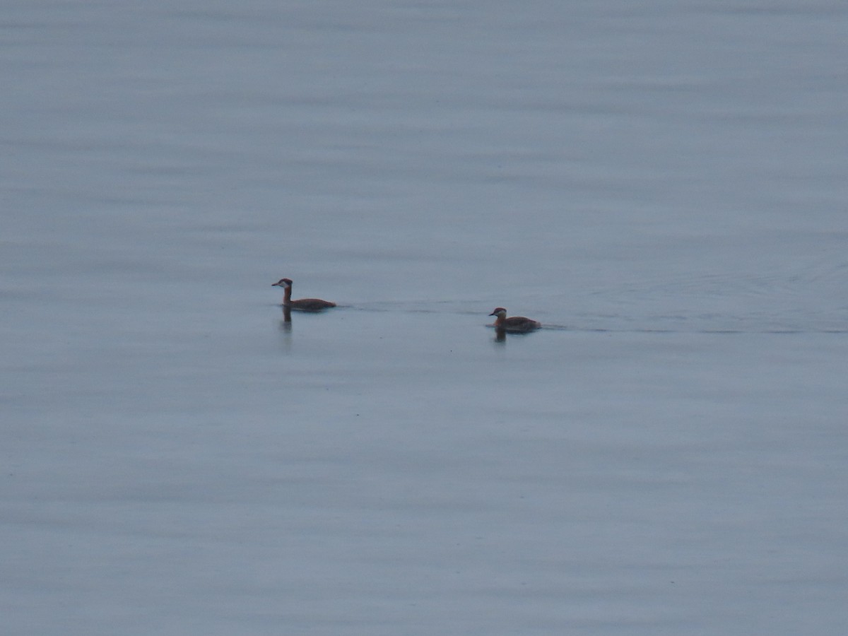 Пірникоза сірощока - ML655073227