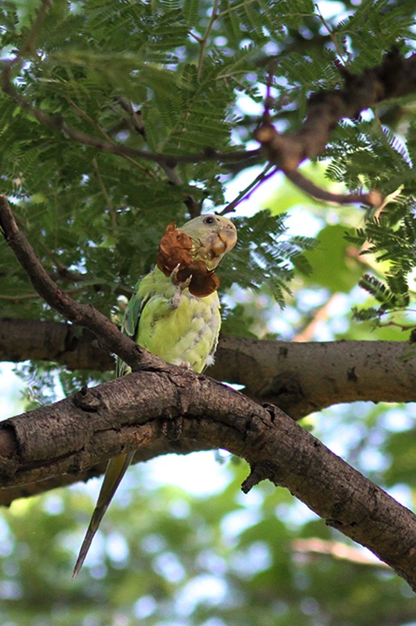 Plum-headed Parakeet - ML65507371