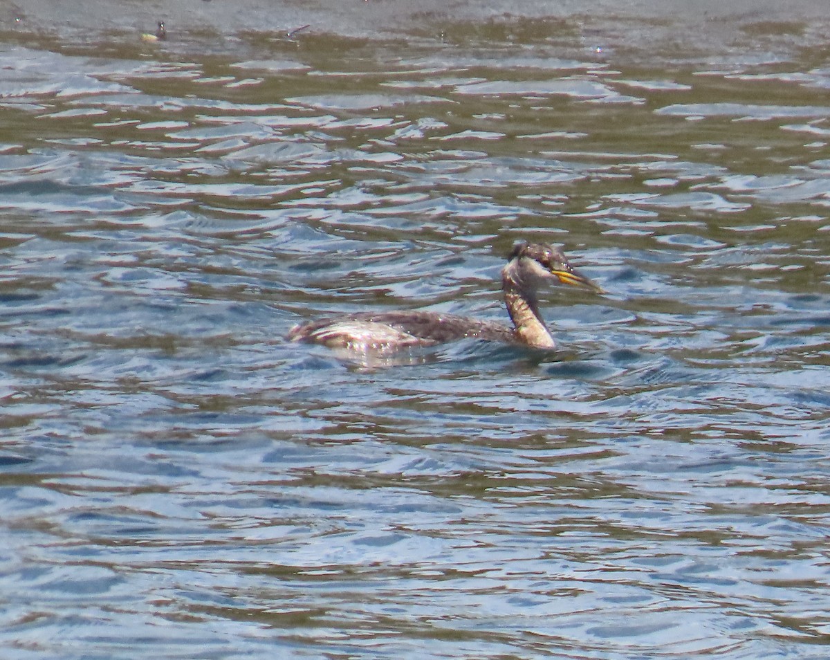 Пірникоза сірощока - ML655073966