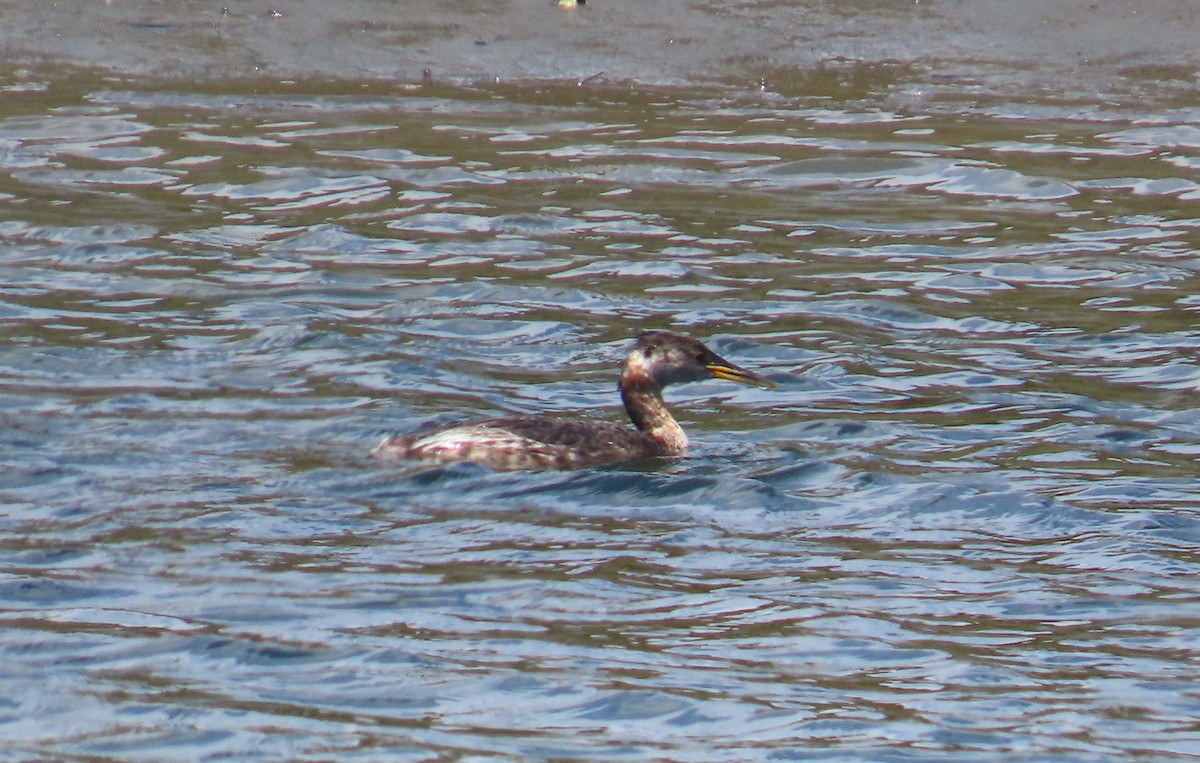 Пірникоза сірощока - ML655073982
