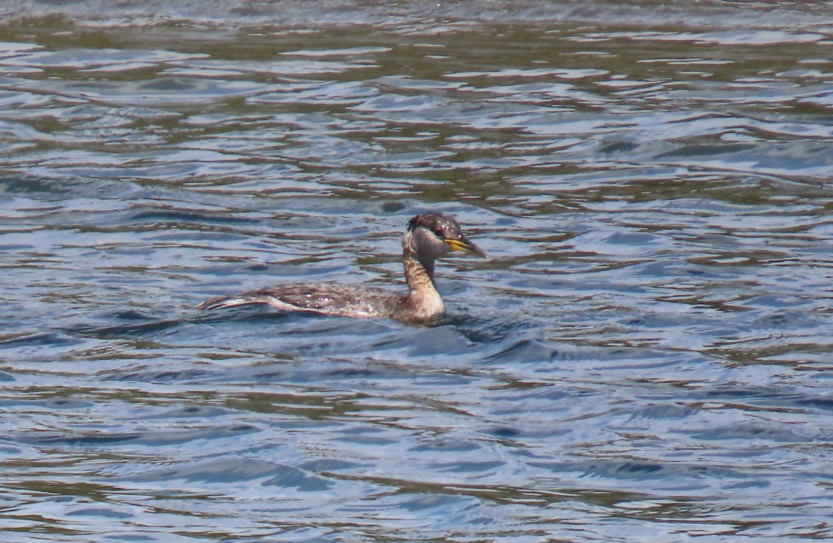 Пірникоза сірощока - ML655074009