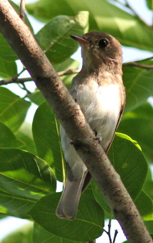 Asian Brown Flycatcher - ML65507401