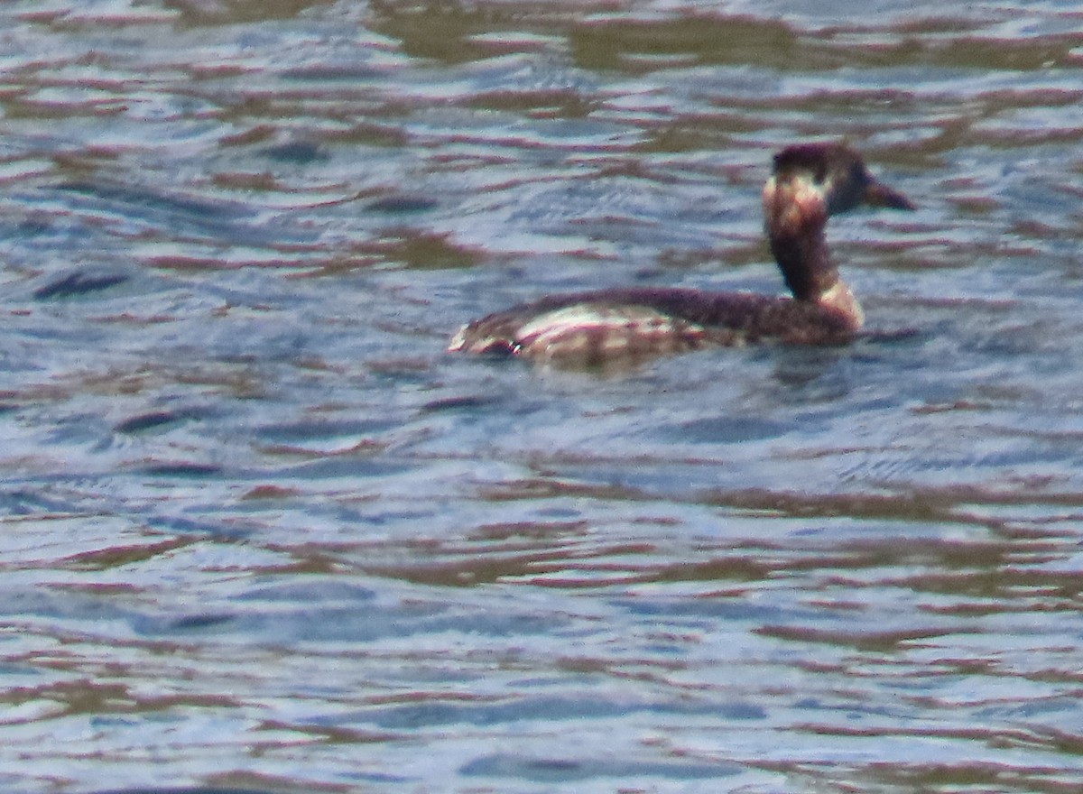 Пірникоза сірощока - ML655074028