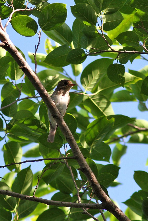 Asian Brown Flycatcher - ML65507411