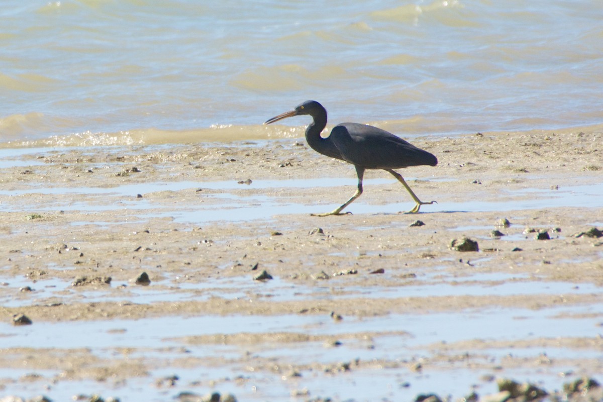 Pacific Reef-Heron - ML655075735