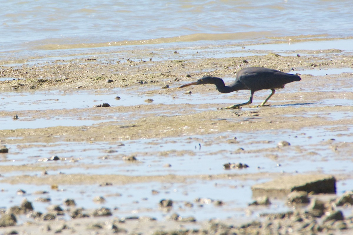 Pacific Reef-Heron - ML655075736