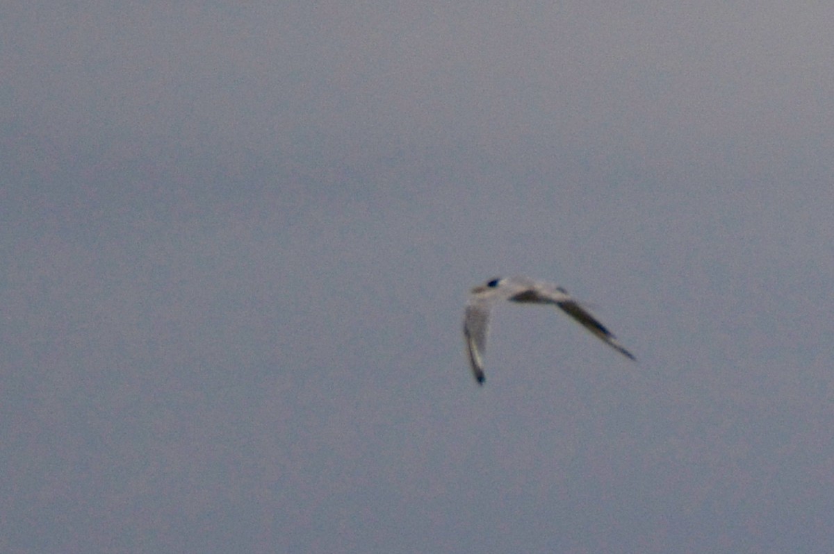 Bridled Tern - ML655075748