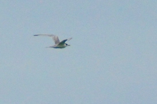 Bridled Tern - ML655075749