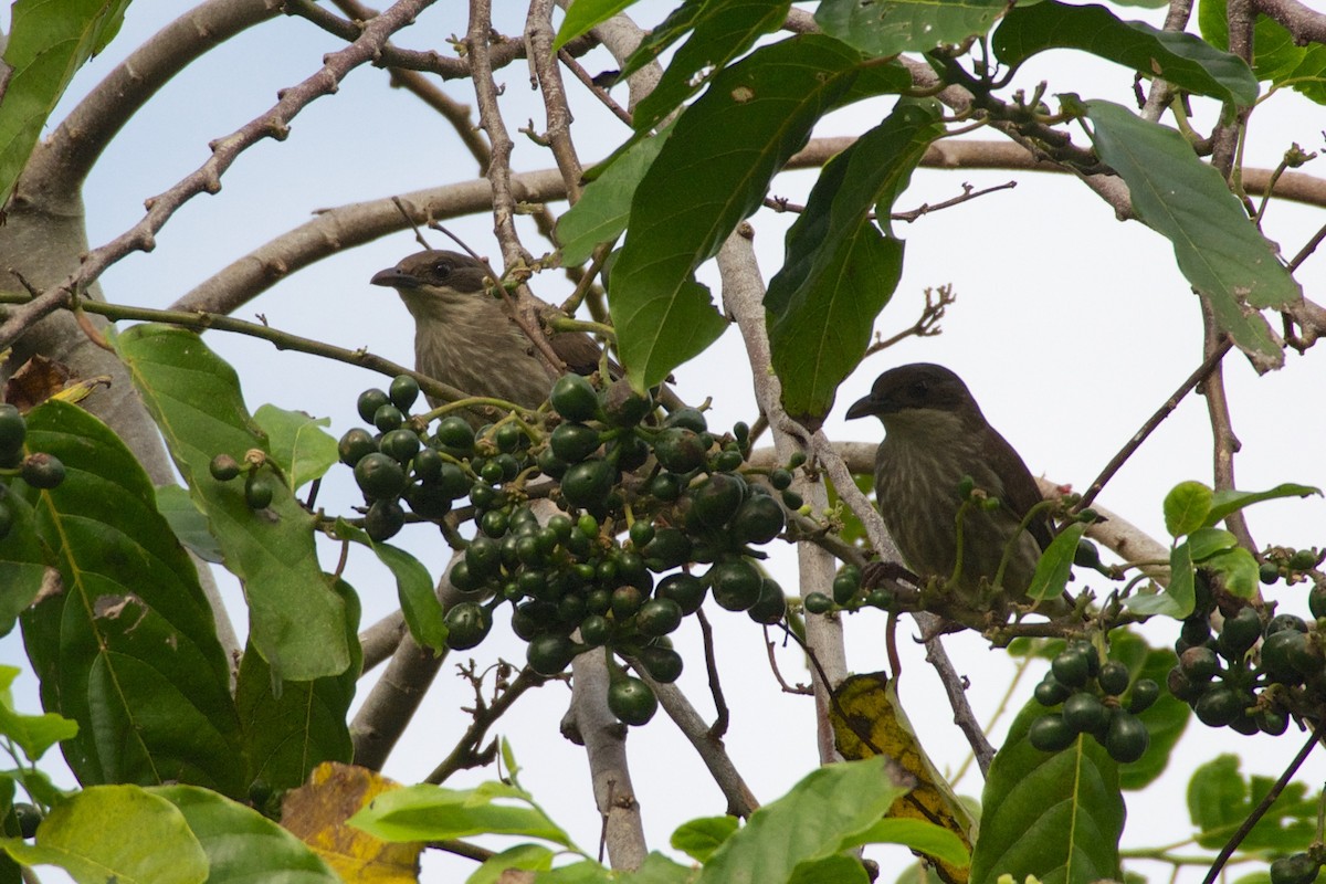 Kadavu Honeyeater - ML655075782