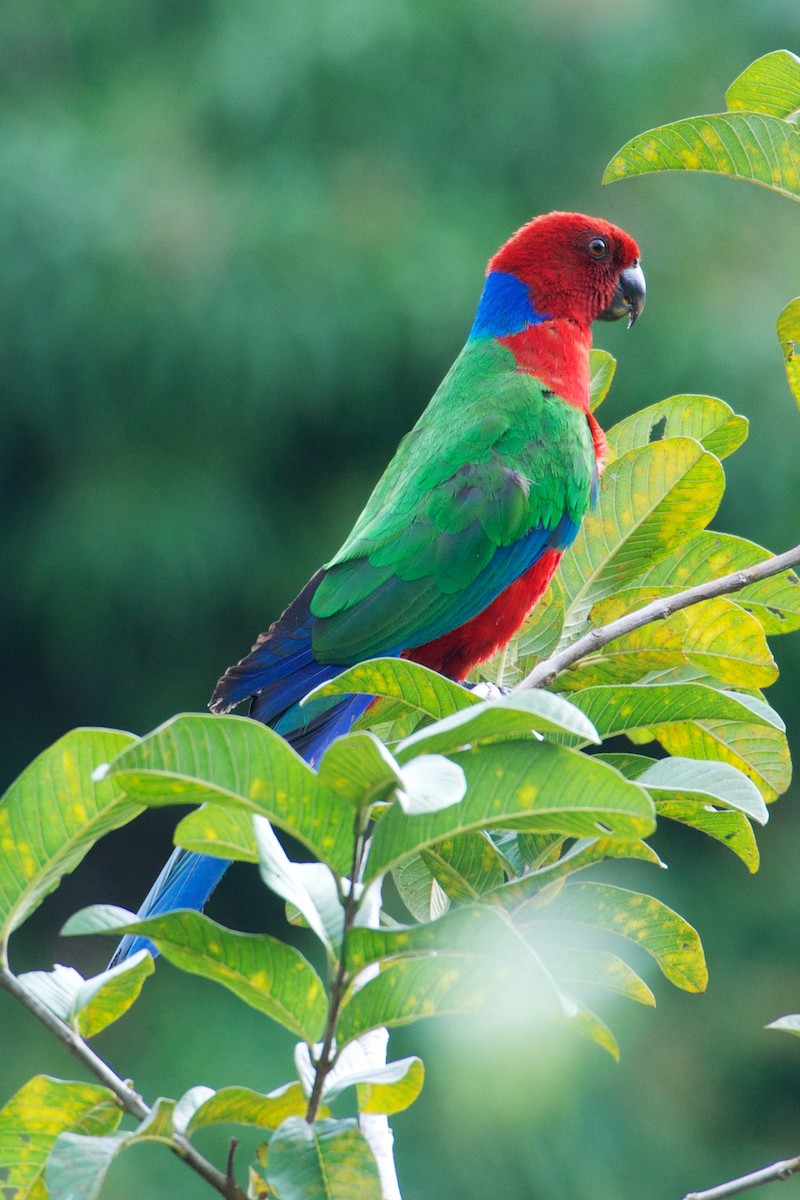 Crimson Shining-Parrot - ML655075794