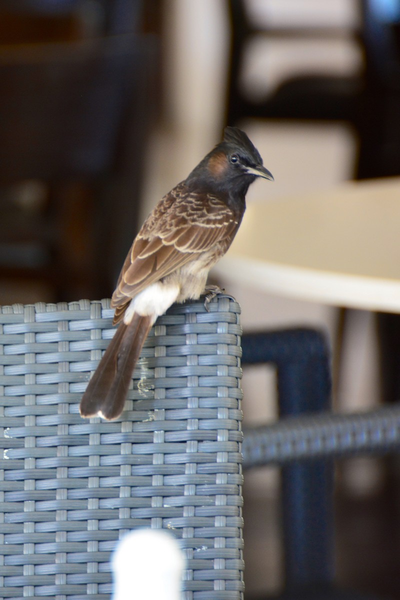 Red-vented Bulbul - ML655075804