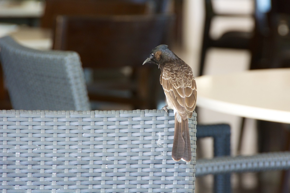 Red-vented Bulbul - ML655075805