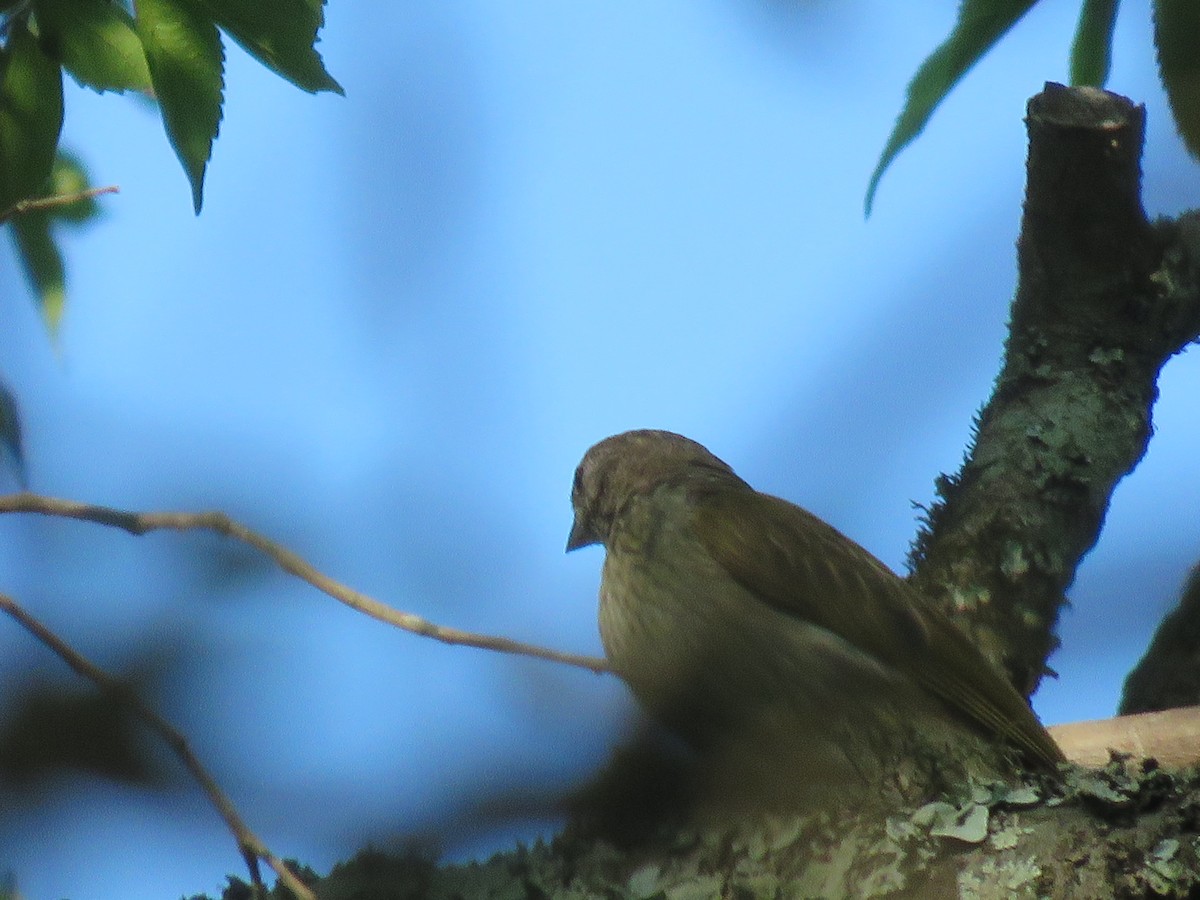 Scaly-throated Honeyguide - ML655077728