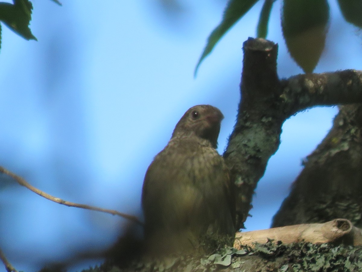 Scaly-throated Honeyguide - ML655077729