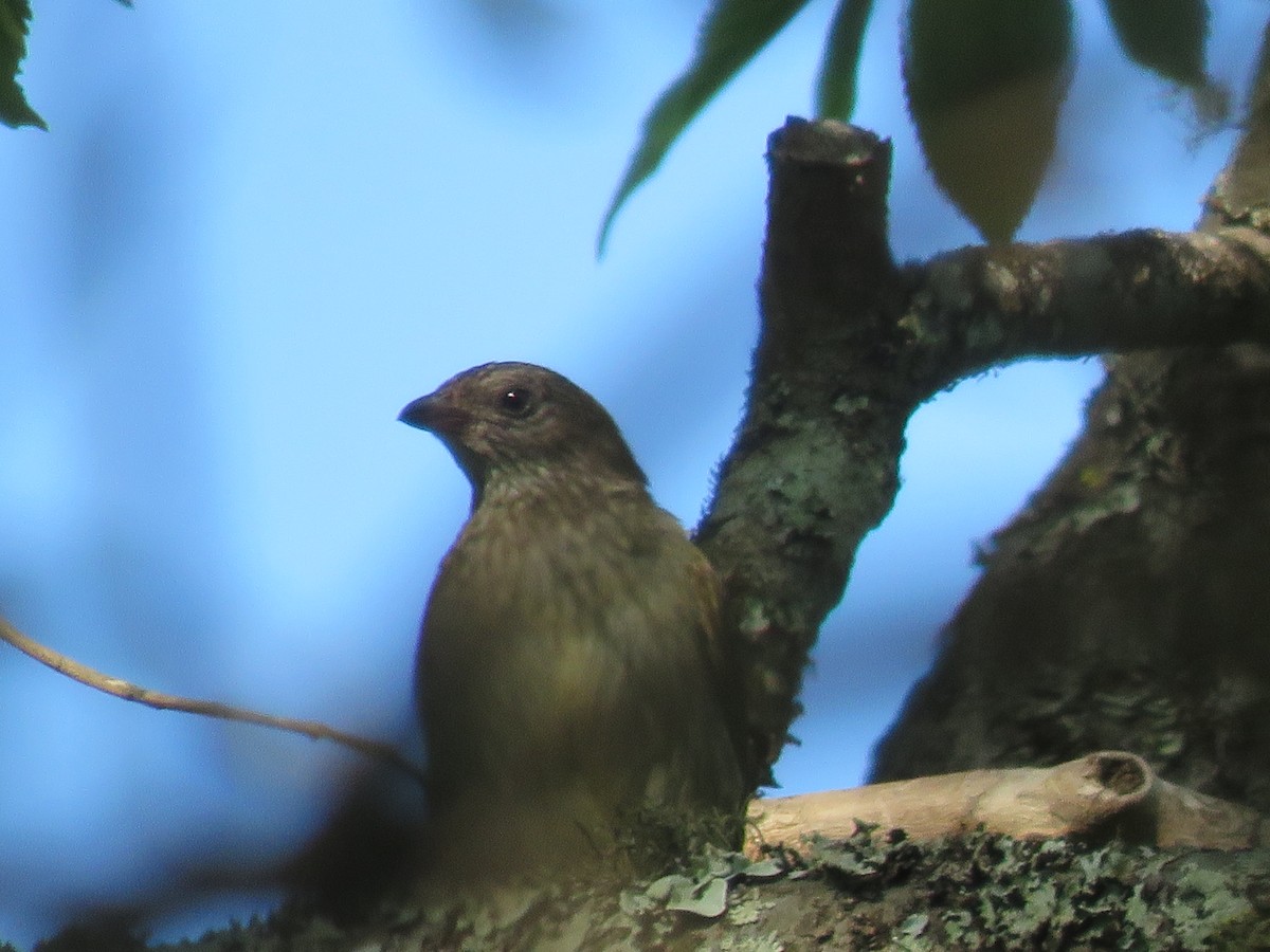 Scaly-throated Honeyguide - ML655077730