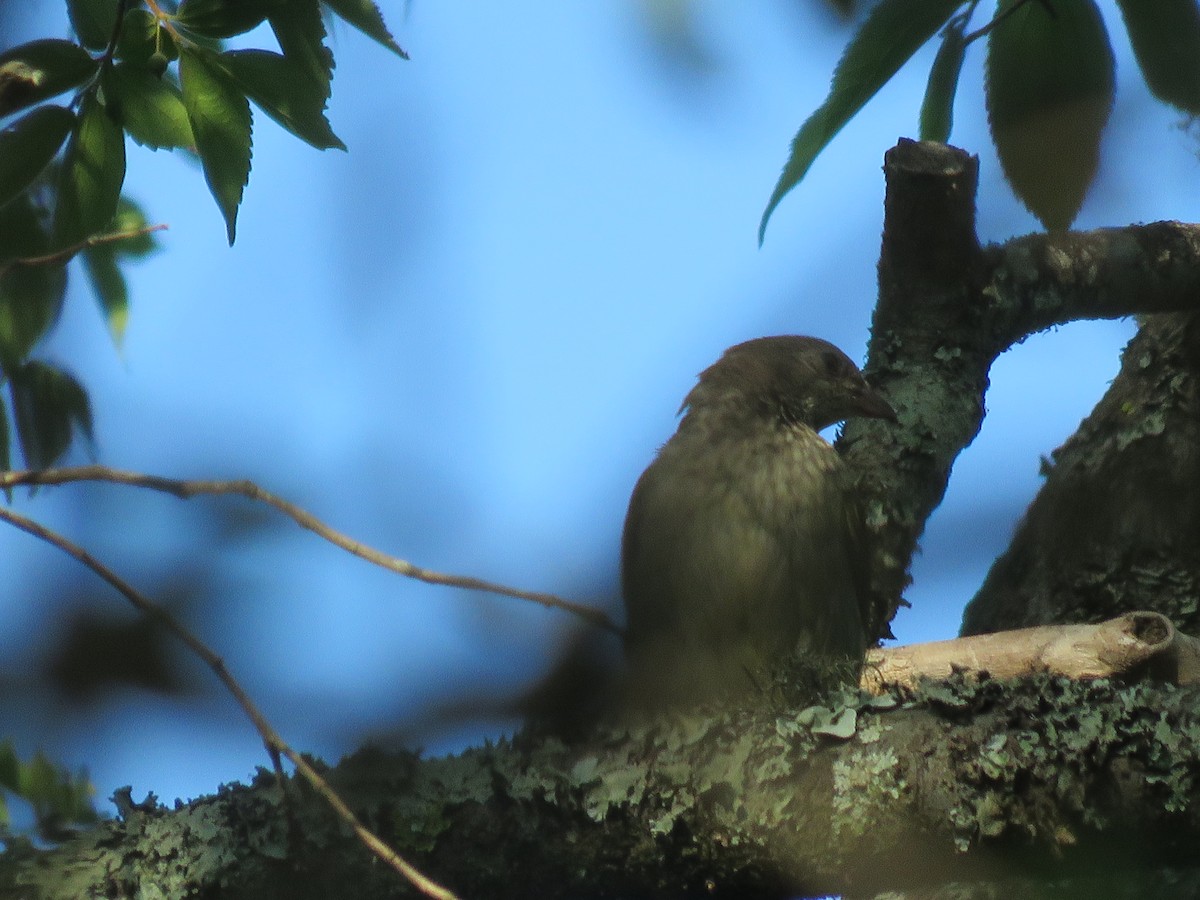 Scaly-throated Honeyguide - ML655077731