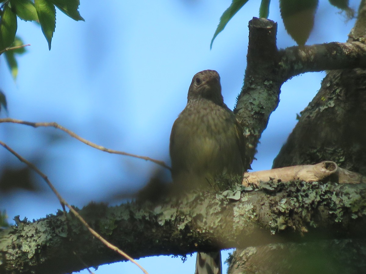 Scaly-throated Honeyguide - ML655077732