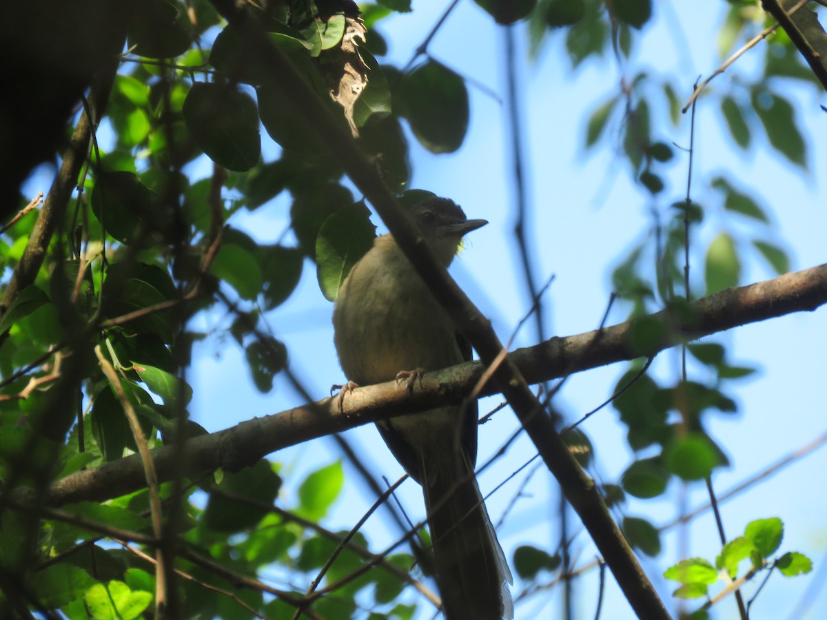 Terrestrial Brownbul - ML655077776