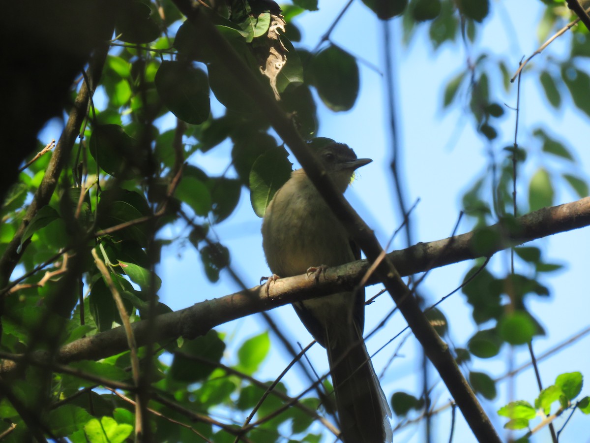 Terrestrial Brownbul - ML655077777