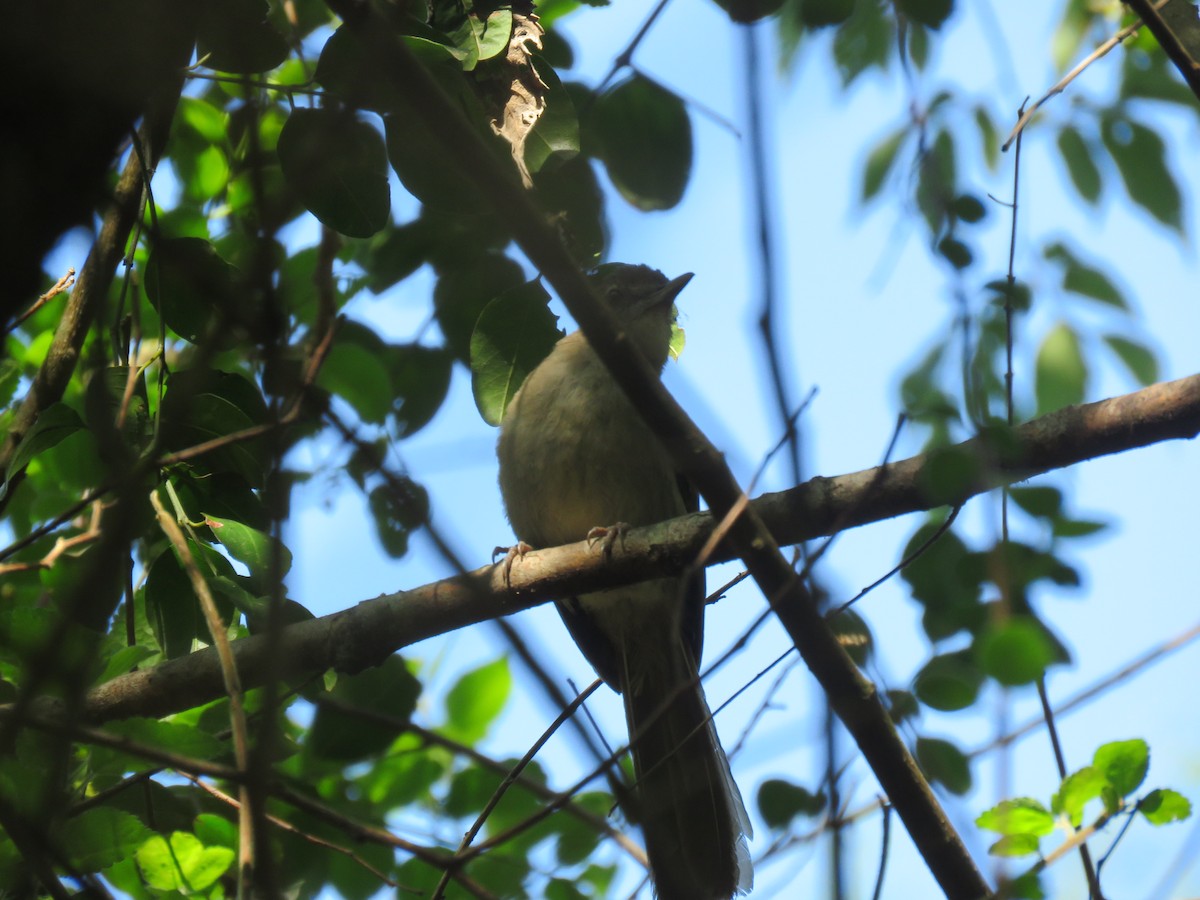 Terrestrial Brownbul - ML655077778