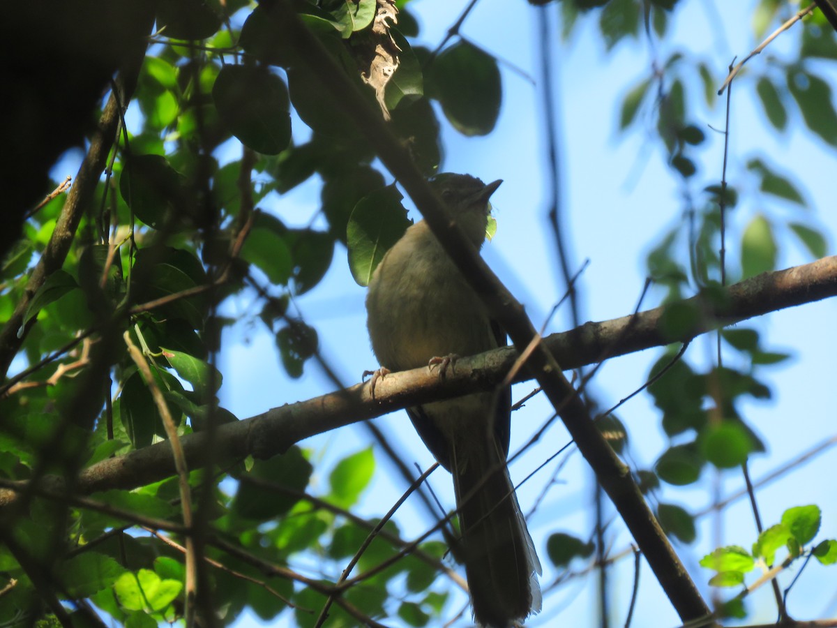 Terrestrial Brownbul - ML655077779
