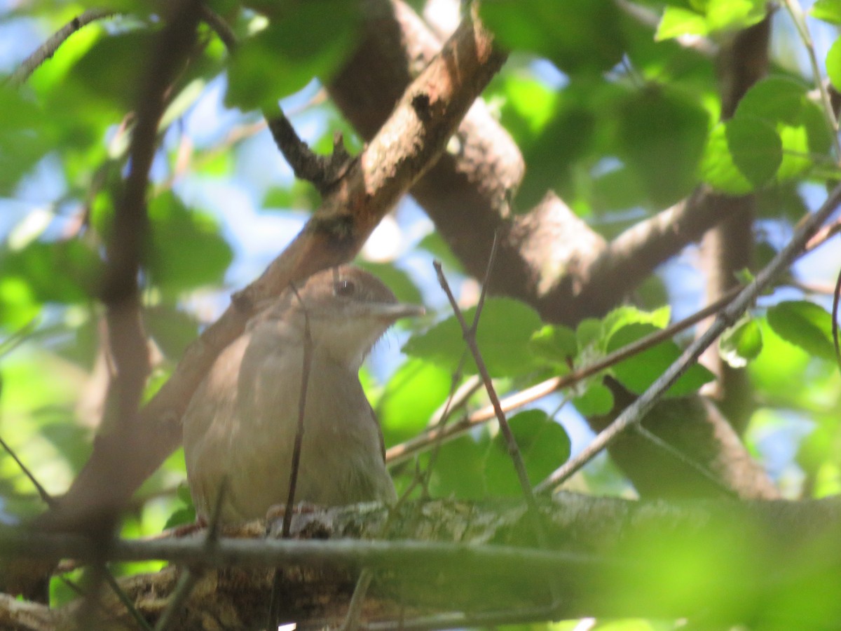 Terrestrial Brownbul - ML655077780