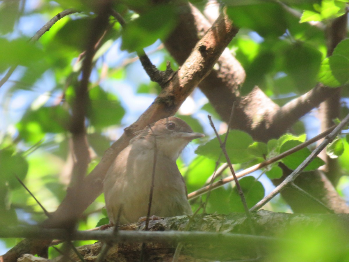 Terrestrial Brownbul - ML655077781